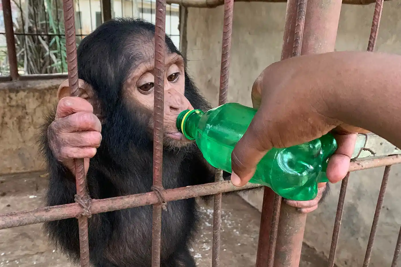 Un nouveau bébé chimpanzé sauvé et mis en sécurité - cophegs.org