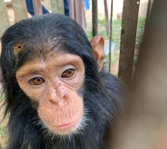 2Bébé chimpanzé grièvement blessé à la tête par une balle des braconiers. Bafwasende, 2020.