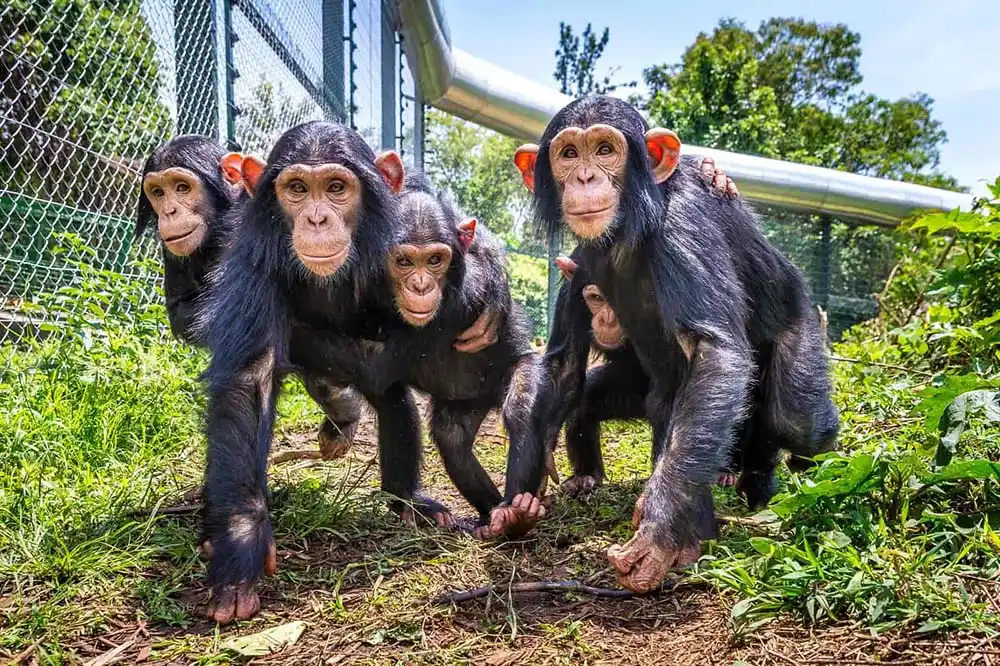 Chimpazee in a groupe - COPHEGs