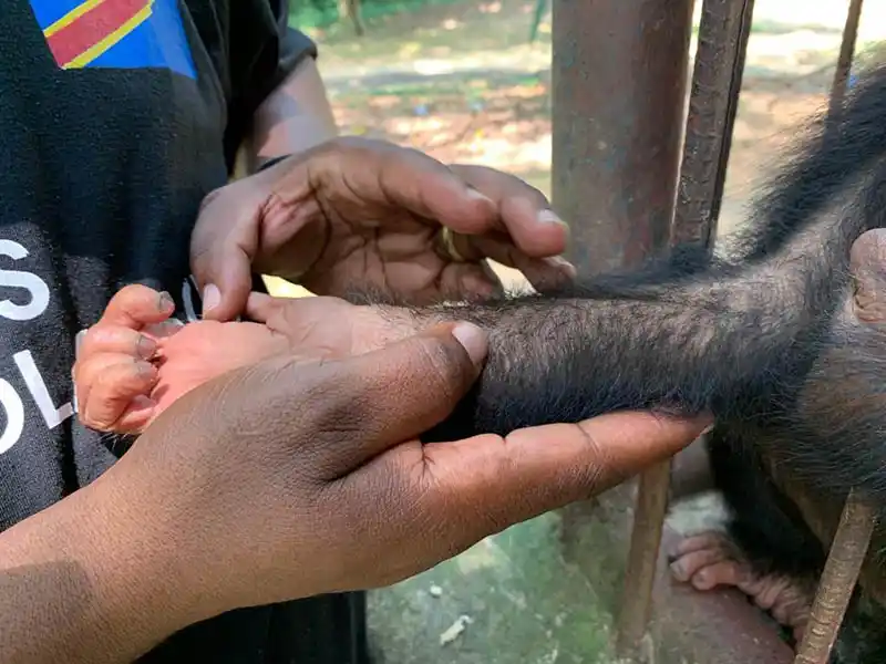 Monkey hand - Chimpanzee Hand - COPHEGS